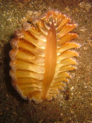 Pteroeides Sea Pen Coral Skeleton