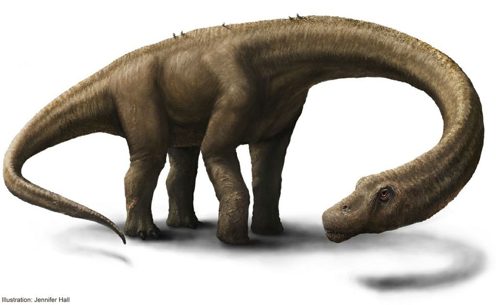 What's the World's Largest Dinosaur?