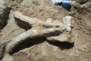 skull of a stegomastodon discovered in new mexico,