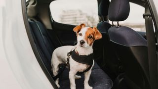 Dog in a car harness - best pet accessories