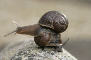 Jeremy the snail (top) has a rare shell that spirals counter-clockwise.