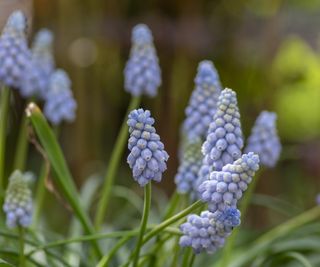 Grape hyacinth 'Valerie Finnis'