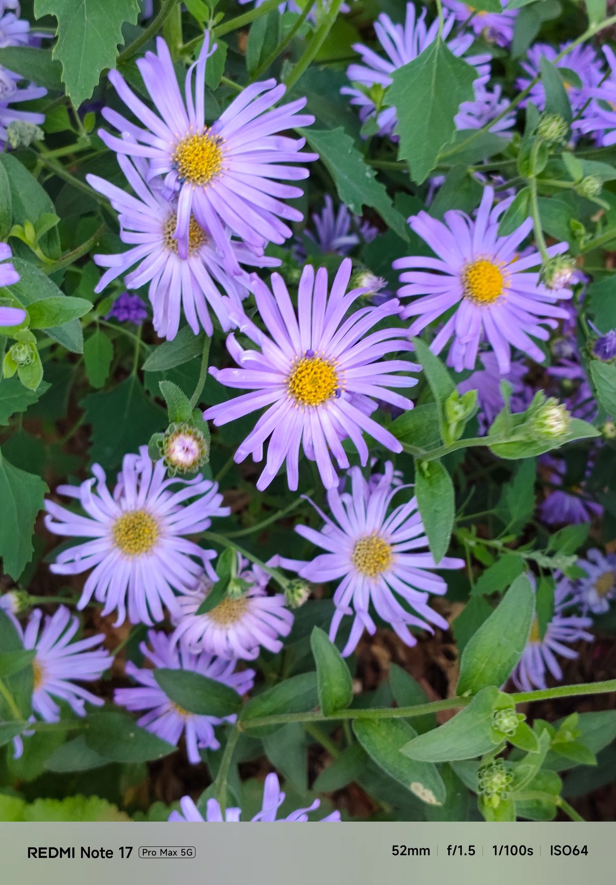 Close-up of purple daisy-like flowers with yellow centers surrounded by green leaves.