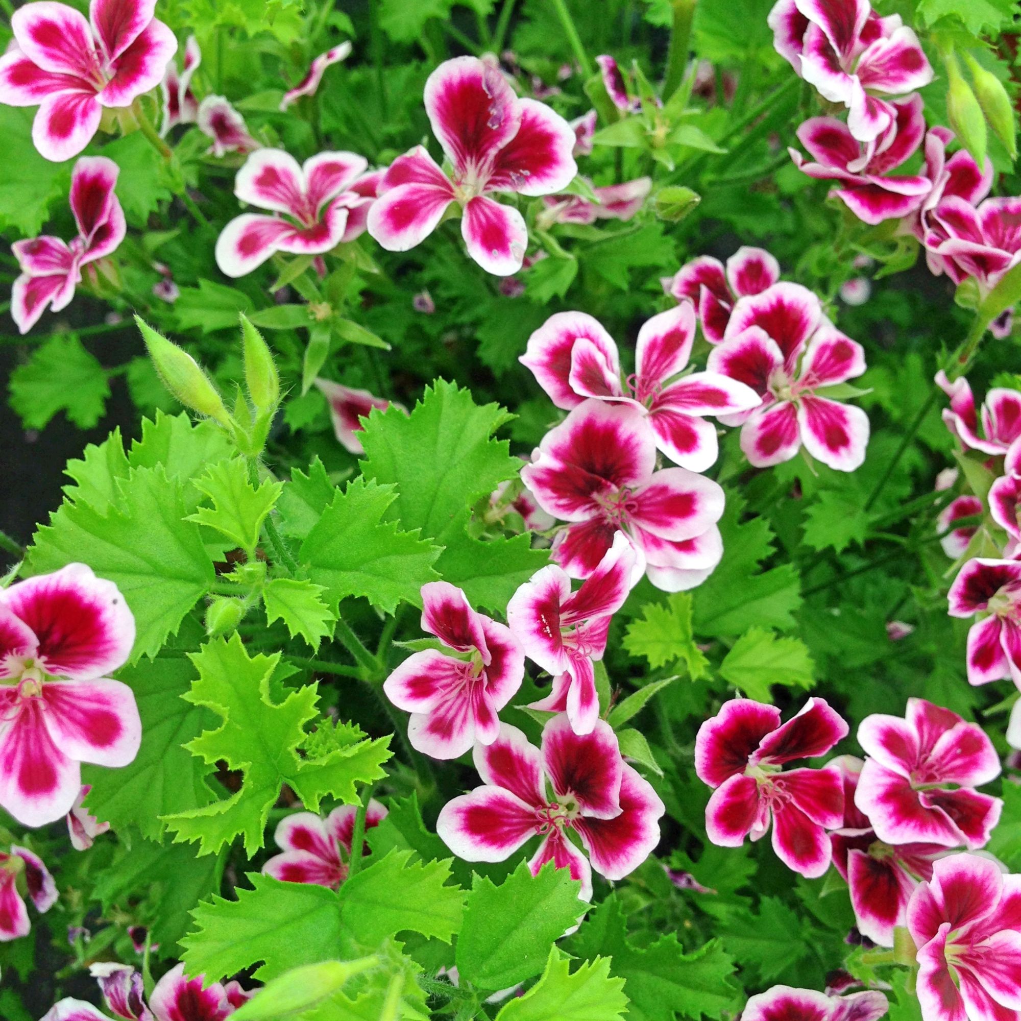 citronella geraniums in pot
