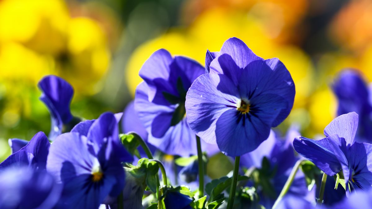 The Cheery Flower I’m Planting Now for Months of Blooms to Ward Off Winter Blues