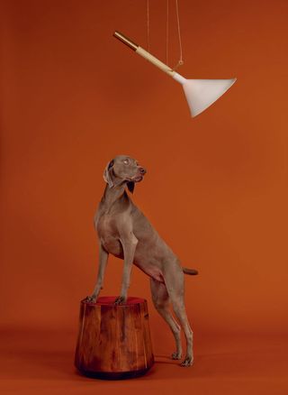 Dog standing on a stool staring at a hanging light