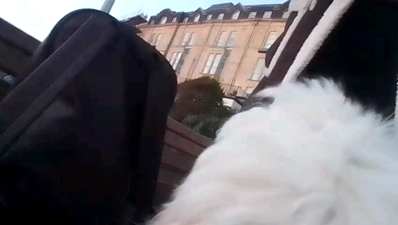 Enabot ROLA Pet Tracker review