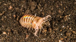 Shown from above, the bobbit worm comes out halfway from its burrow.