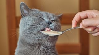 Cat licking soup off a spoon
