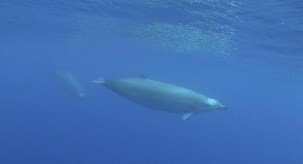 beaked whale