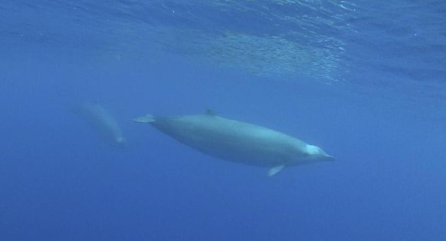 First-Ever Video of Rare Sea Creature Captured | Live Science