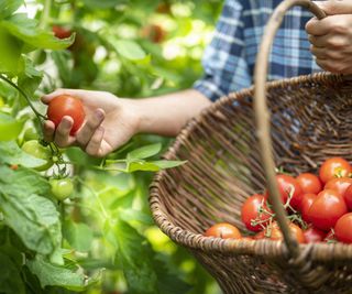 A man picking tomatoes and putting them in a basket