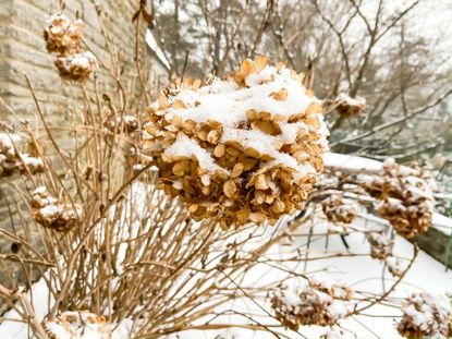 Dried Hydrangea Plant Covered In Snow