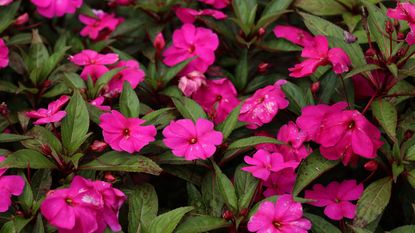 Impatiens in pink