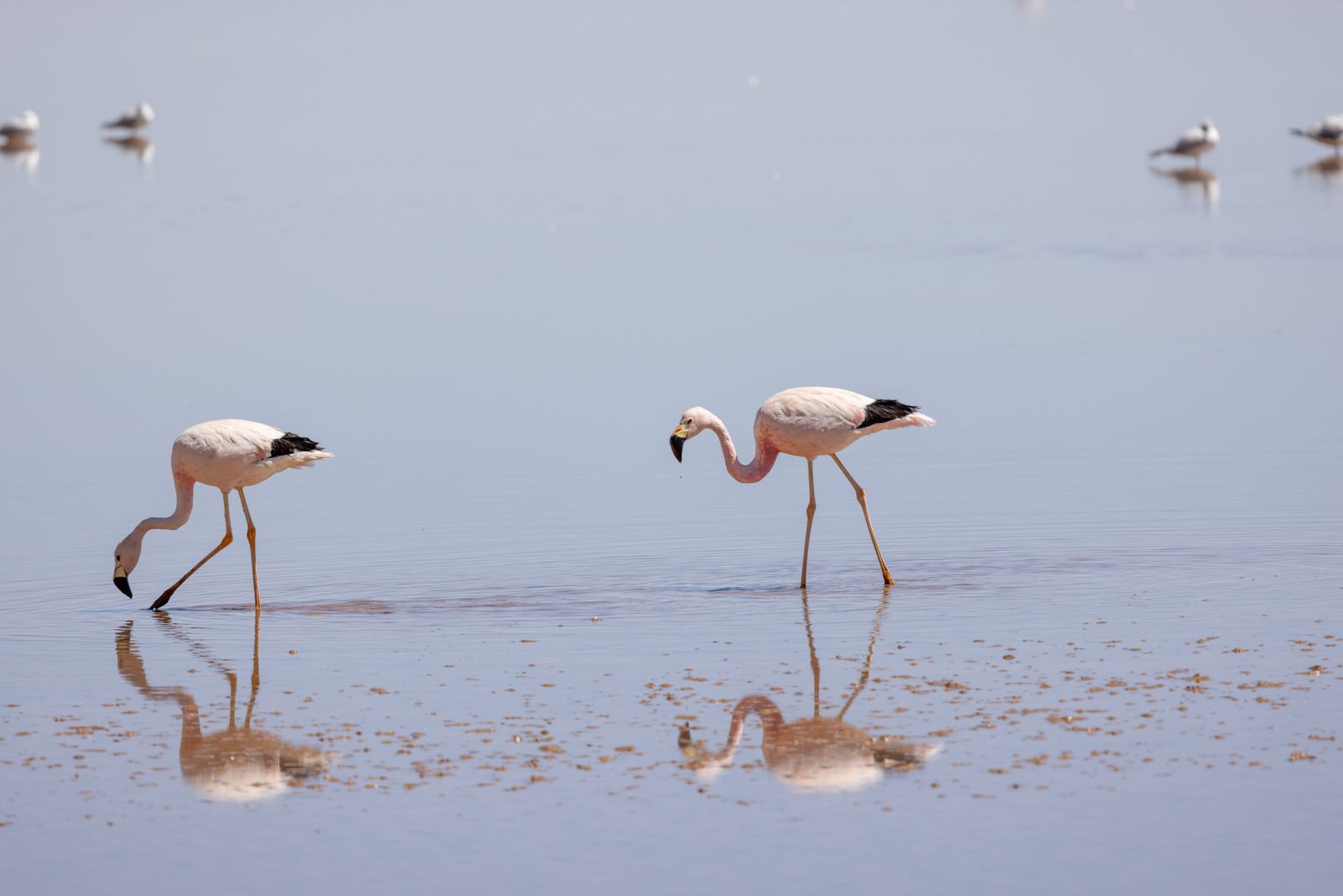 flamingos on lake