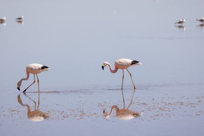 flamingos in lake by Dayana Blanco Quiroga part of young climate prize 2025