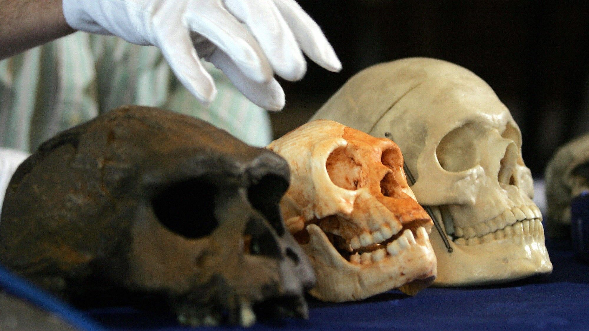 Homo floresiensis: Hobbit-like humans interbred with early Australians