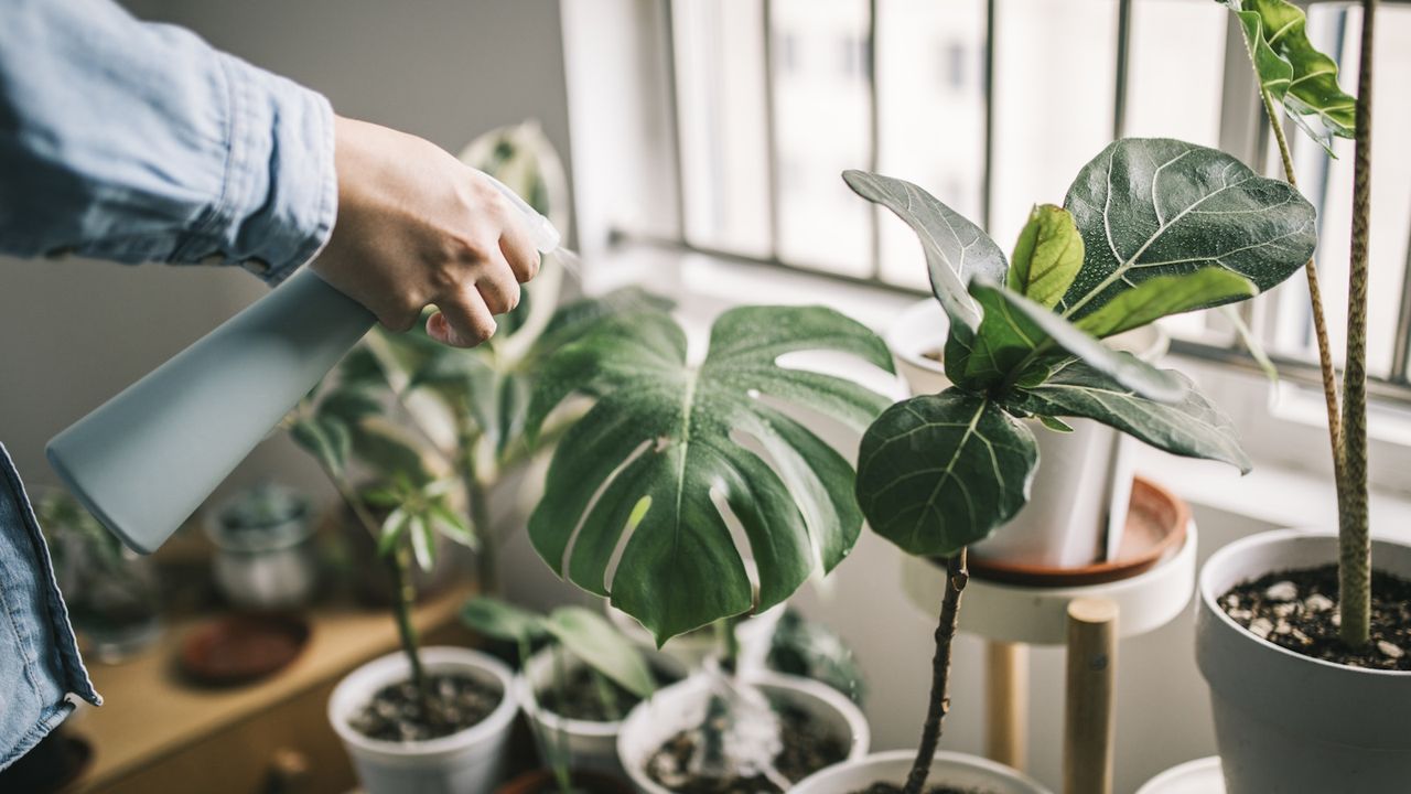 Person spraying a selection of houseplants in pots