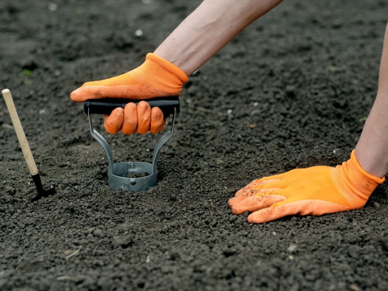 Gardener Using A Bulb Planter Tool In The Garden