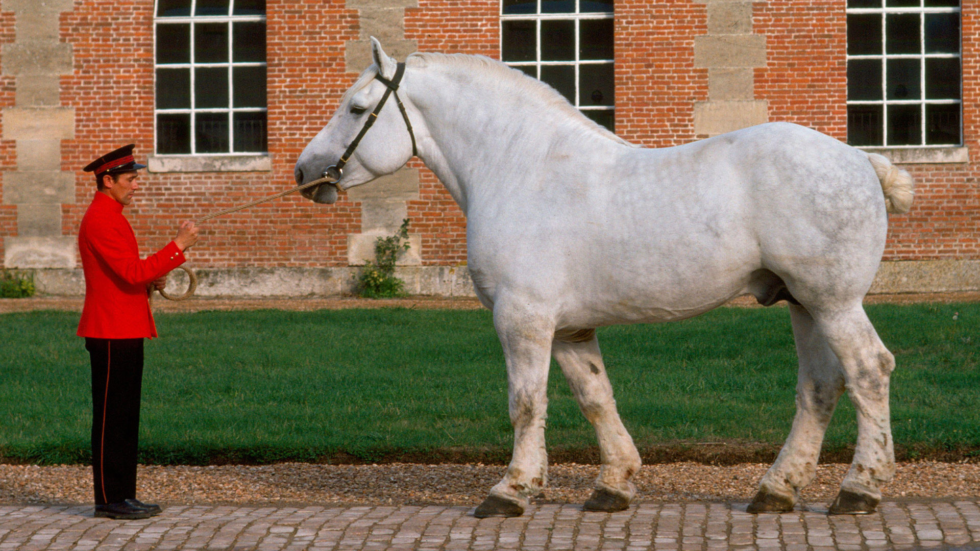 Percheron horse with handler