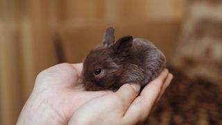Small baby rabbit in person's hands