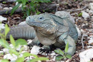 An adult Grand Cayman blue iguana on its namesake island.