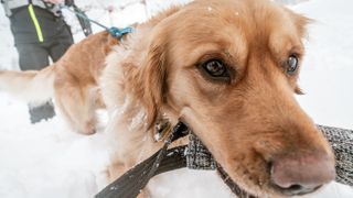 Close up of ski patrol dog with toy in mouth