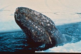 gray whale rescue, Alaska, Big Miracle