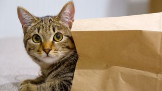 Cat hiding in a paper bag with head poking out