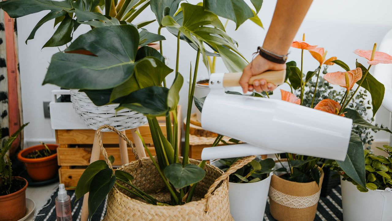 A woman&#039;s hand with a watering pot watering a group of plants and flowers indoors