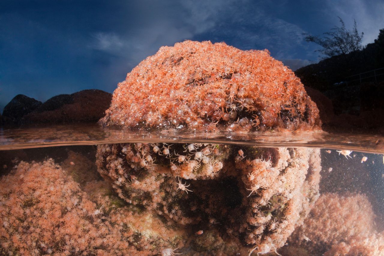 Christmas Island crabs. 