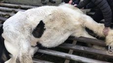 RSPCA-Cymru-cattle-grid.jpeg