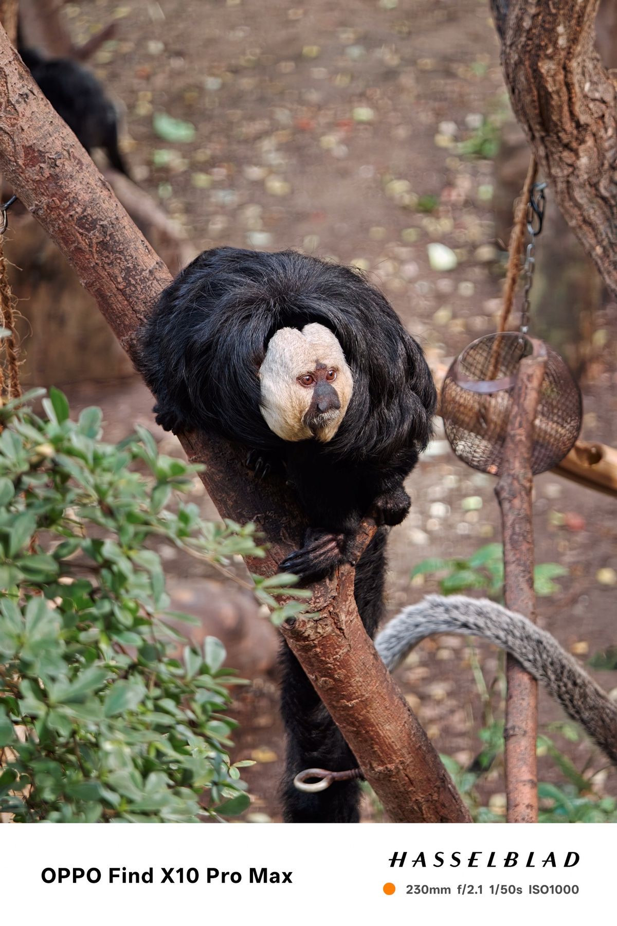 White-faced saki monkey clinging to a tree branch.