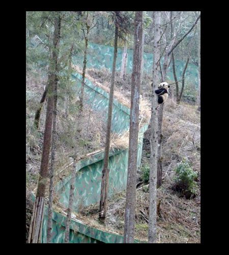 panda cub in wolong nature reserve