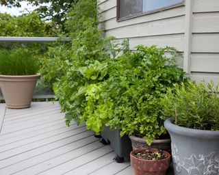 shaded balcony with containers of herbs