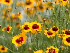 Many yellow and red coreopsis flowers growing outdoors