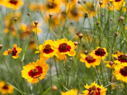 Many yellow and red coreopsis flowers growing outdoors