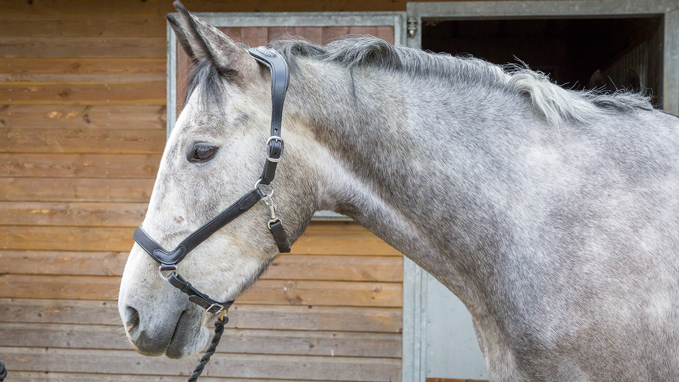 Collegiate ComFiTec headcollar review