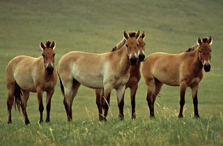 Przewalski's horses. They are the last surviving type of wild horse, once declared extinct in the wild. A recent study shows they are the closest relatives to domestic horses.