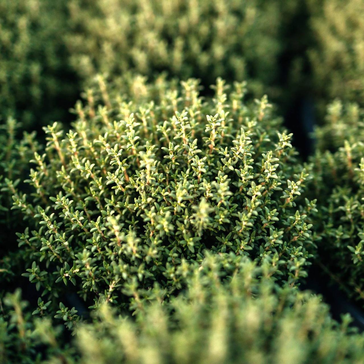 Close up of thyme plant