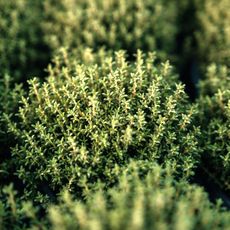 Close up of thyme plant