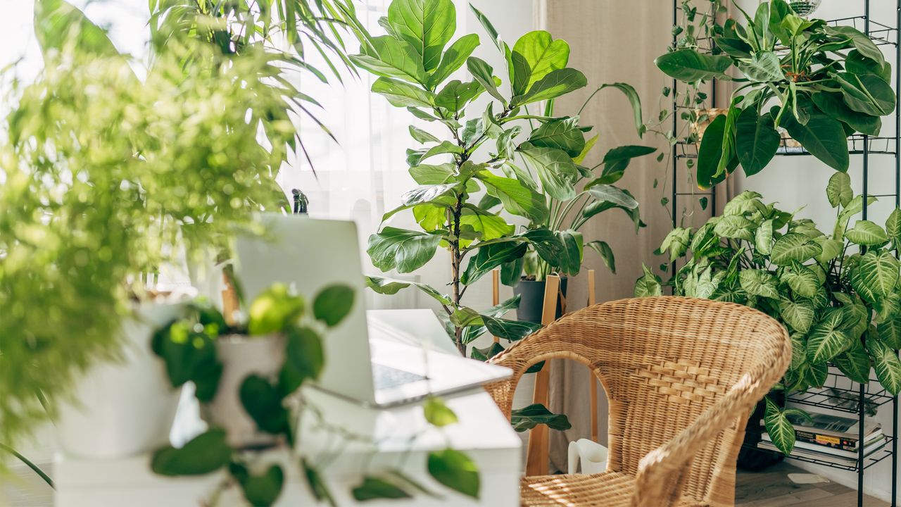 lots of houseplants by desk, laptop and chair and metal shelving unit 