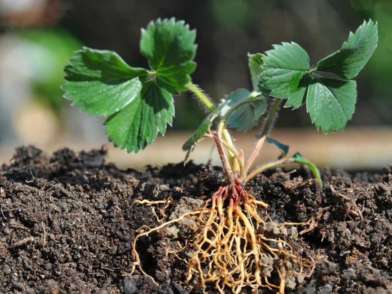 Red Stele Disease In A Strawberry Plant