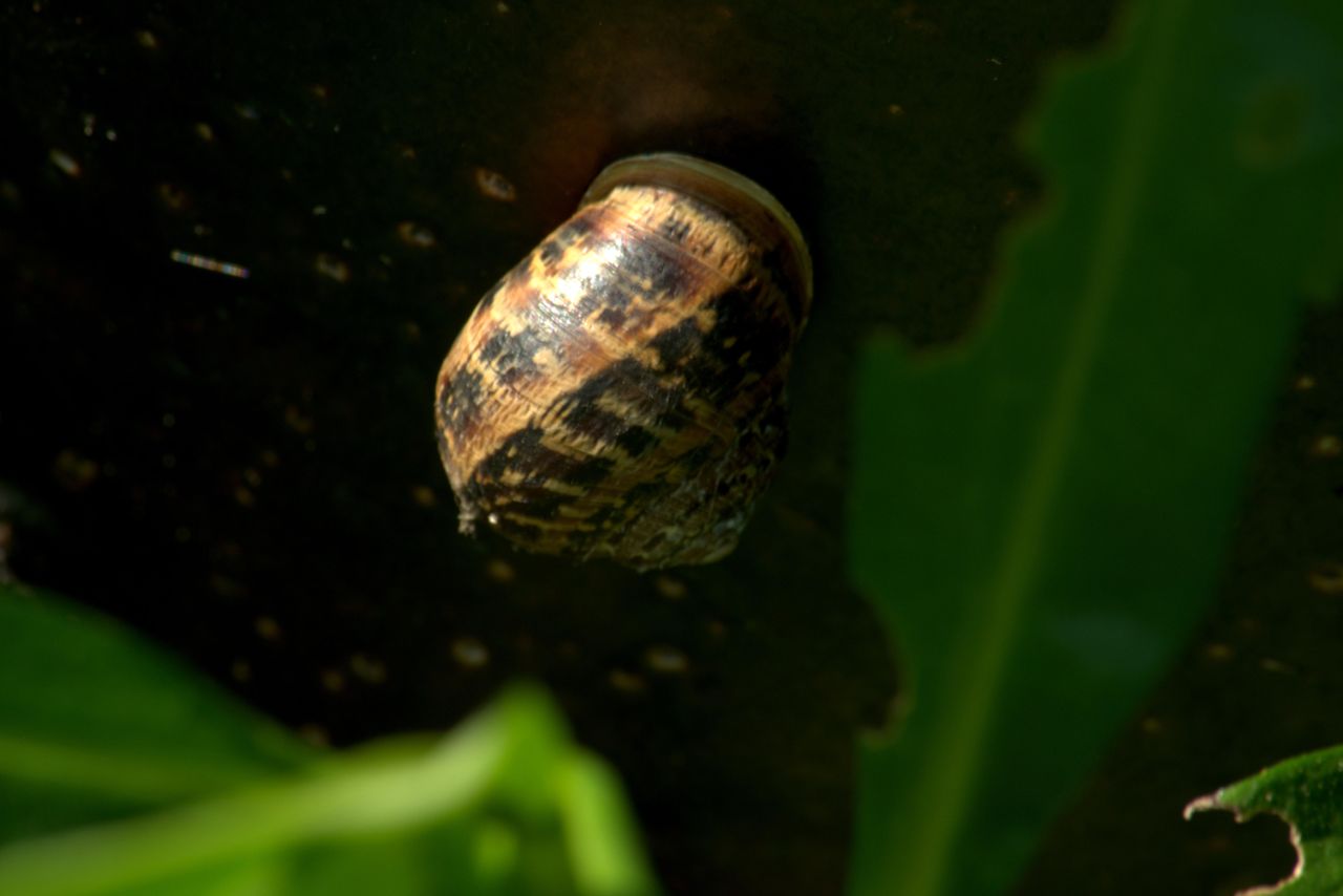 Garden snail, Helix aspersa