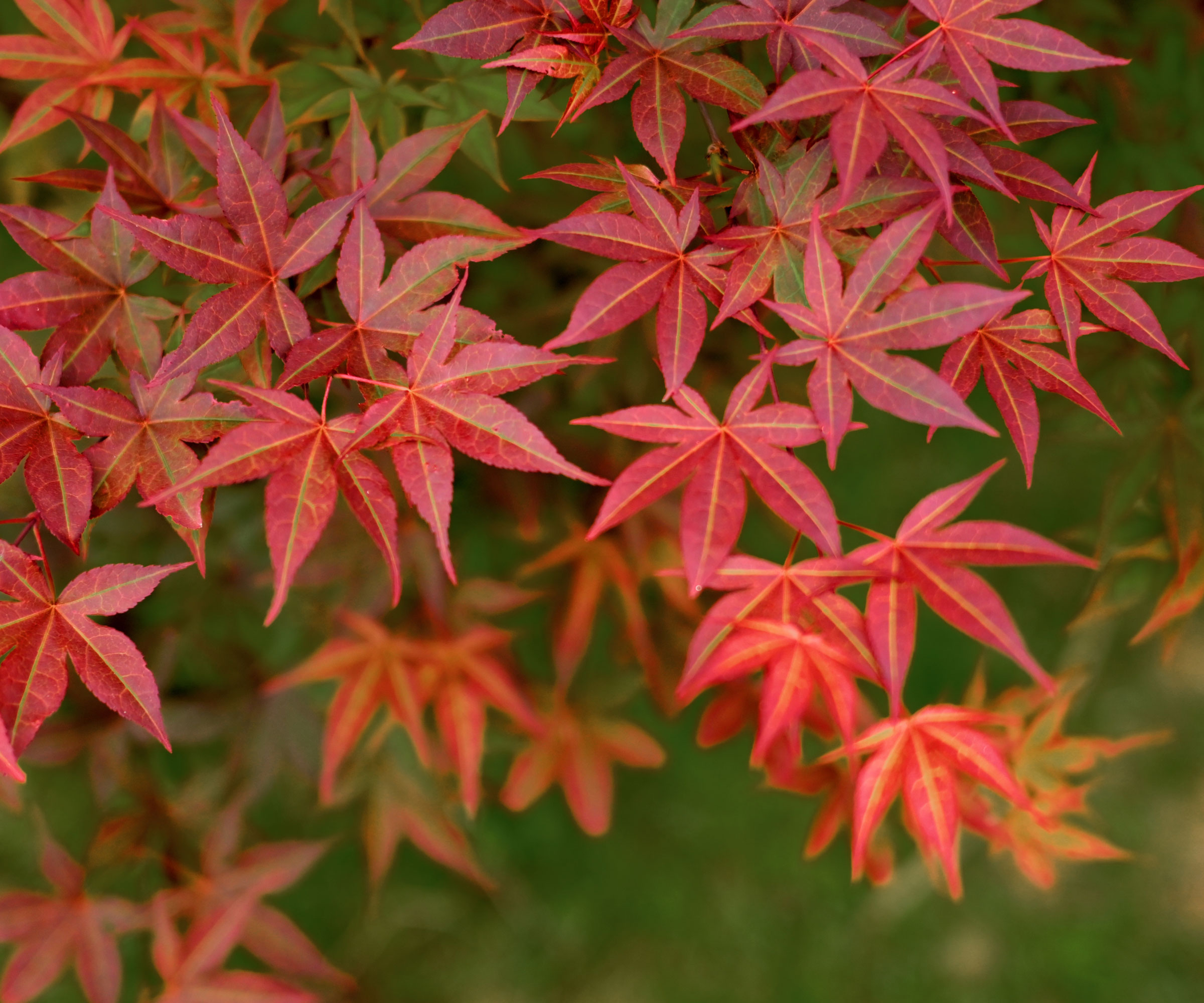 Japanese maple red foliage in garden border