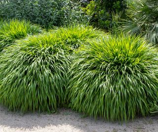 hakone grass in garden border