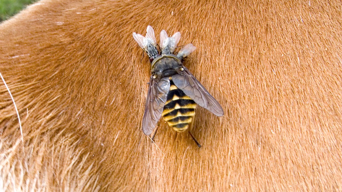 Horse fly and flies biting horse