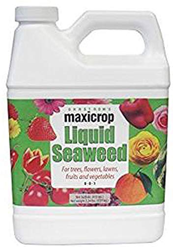 Maxicrop Liquid Kelp Seaweed Fertilizer, 1 Qt, Organic, Helps Root Growth, Used at Repotting