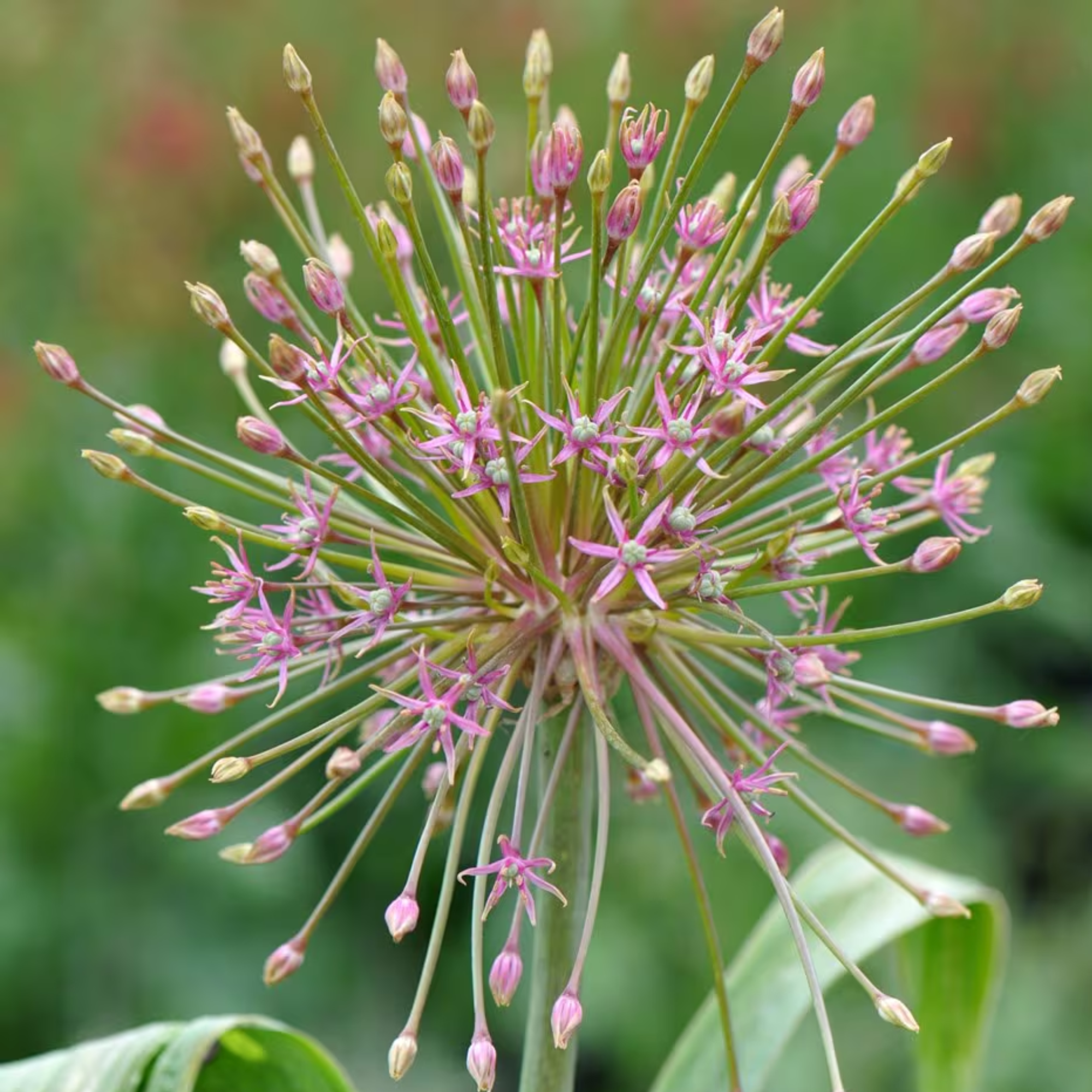 Schubert&#039;s allium