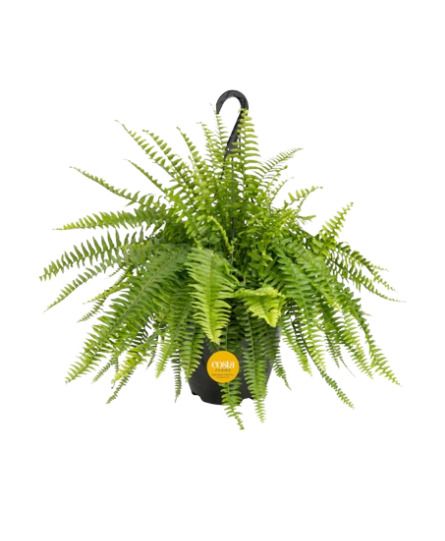 Boston Fern